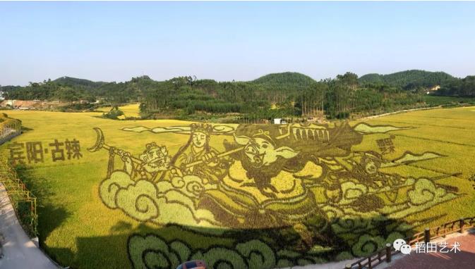 舍不得收割的稻田