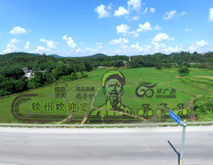 广西钦州环广西稻田艺术