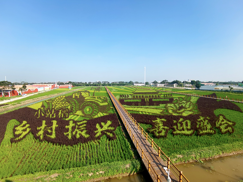 天津小站稻田艺术作品