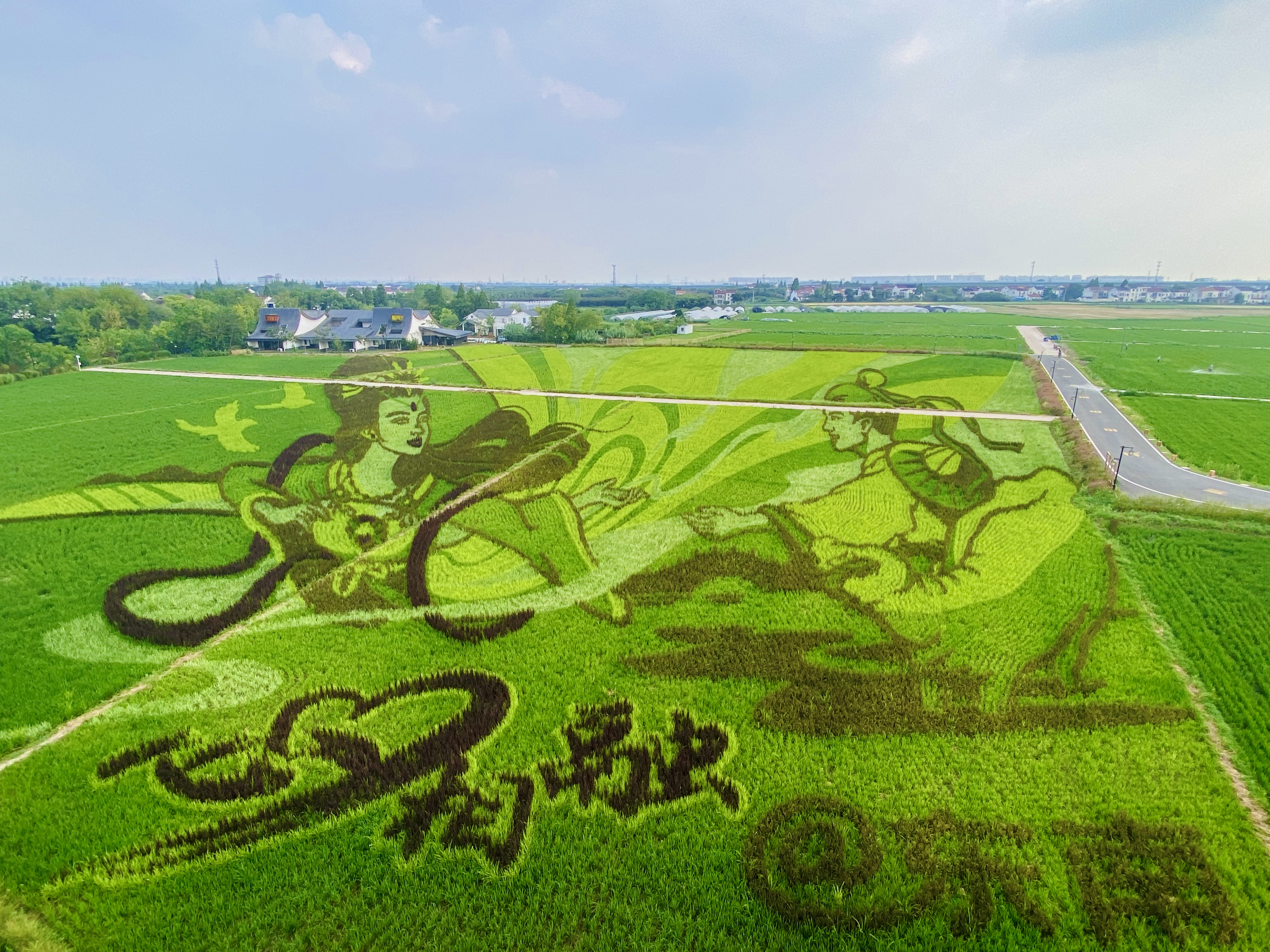 常州新北区东南村稻田艺术