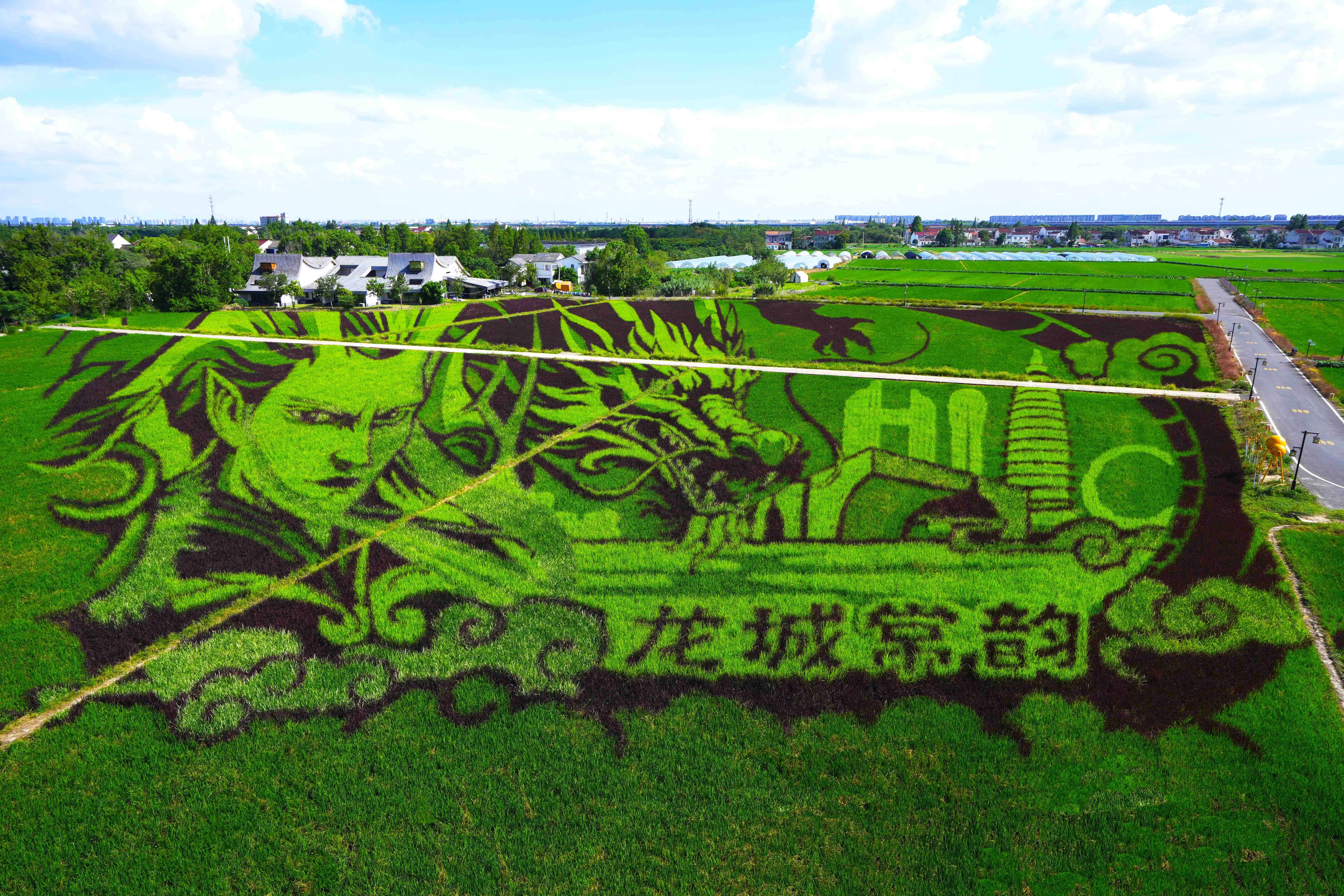 江苏常州东南村稻田艺术